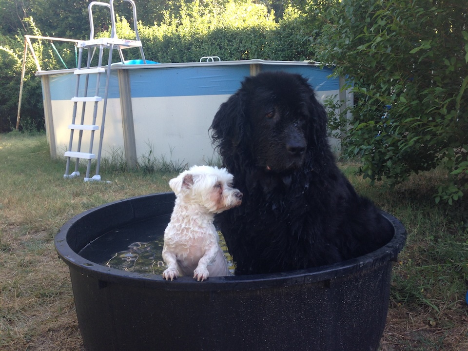 Filou & Bahia dans leur piscine !
