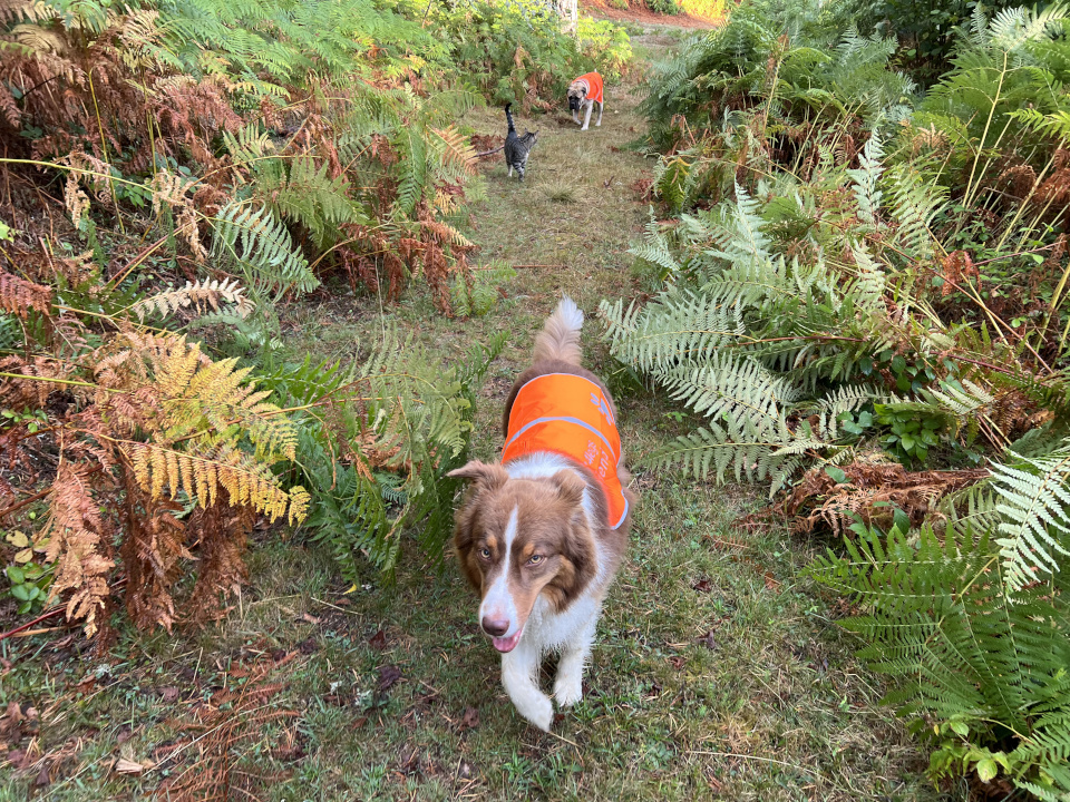 Ollie, Lucky et Odin en balade