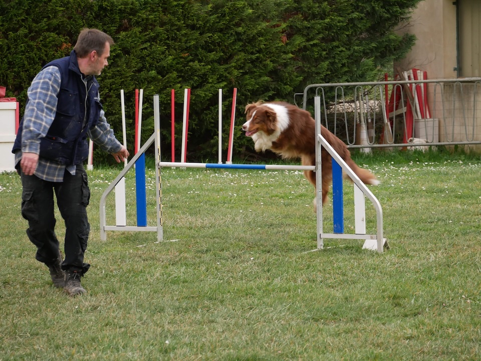 Ollie : nos débuts en agility