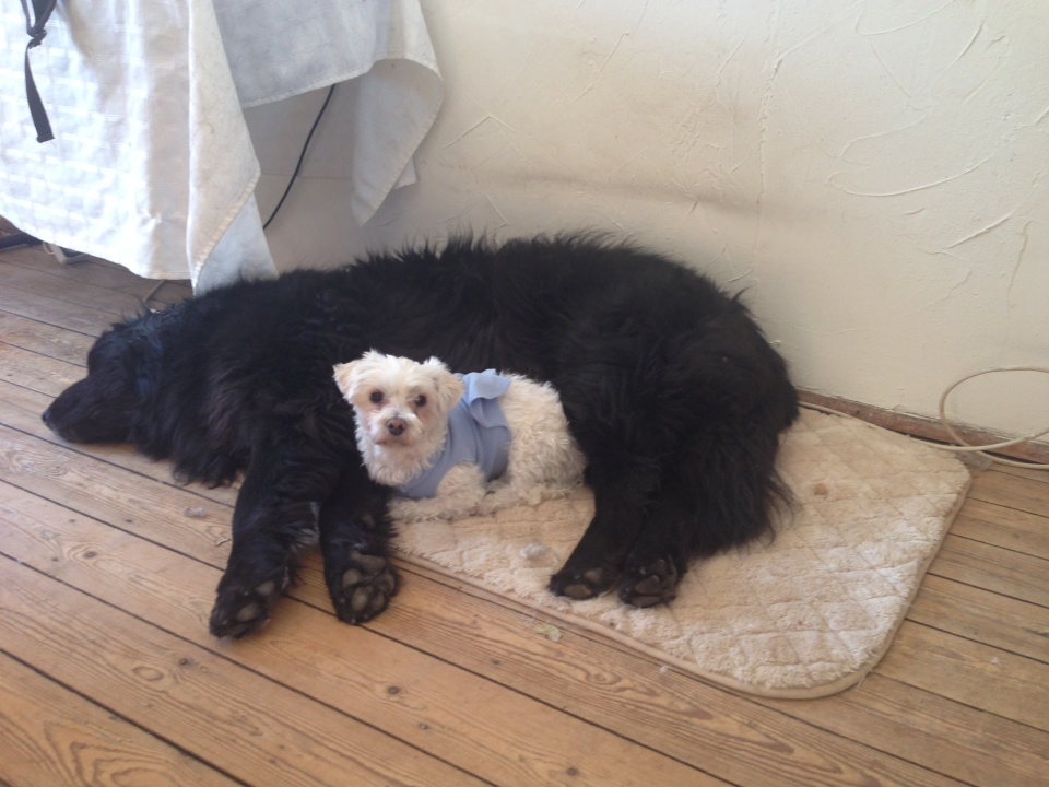 La dépression du chien existe, la soigner c'est d'abord en trouver la source.