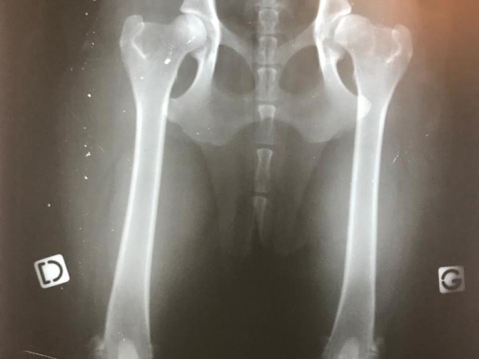 La Dysplasie de la hanche : maladie canine courante mais pas une fatalité.