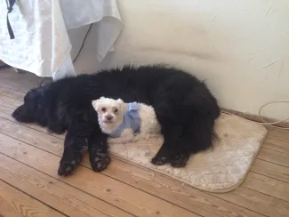 La dépression du chien existe, la soigner c'est d'abord en trouver la source.