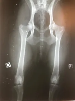 La Dysplasie de la hanche : maladie canine courante mais pas une fatalité.