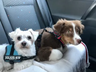 Comment sécuriser son chien lors des transports en voiture