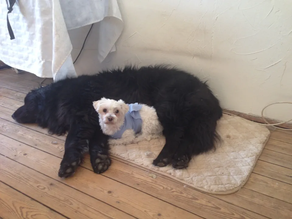 La dépression du chien existe, la soigner c'est d'abord en trouver la source.