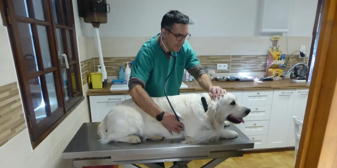 Cabinet Vétérinaire de la Montagnette - Compétences, gentillesse et efficacité.