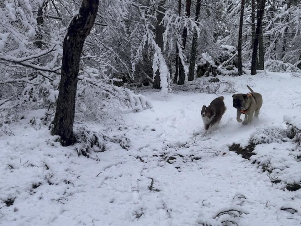 Ollie & Odin lors d'une de leur sortie quotidienne dans la neige !