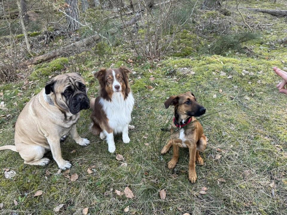 Le trio de choc : Odin, Ollie & Uno