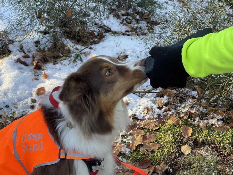 Ollie utilisant son flair pour de la recherche d'odeurs