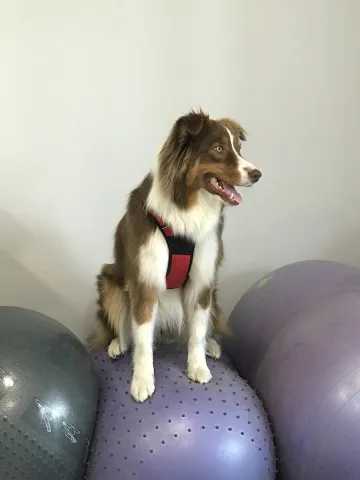 Ollie, exercices de proprioception