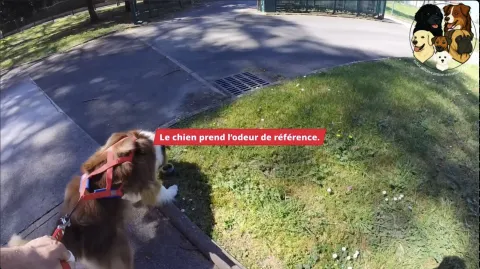 Vidéo de présentation Mantrailing