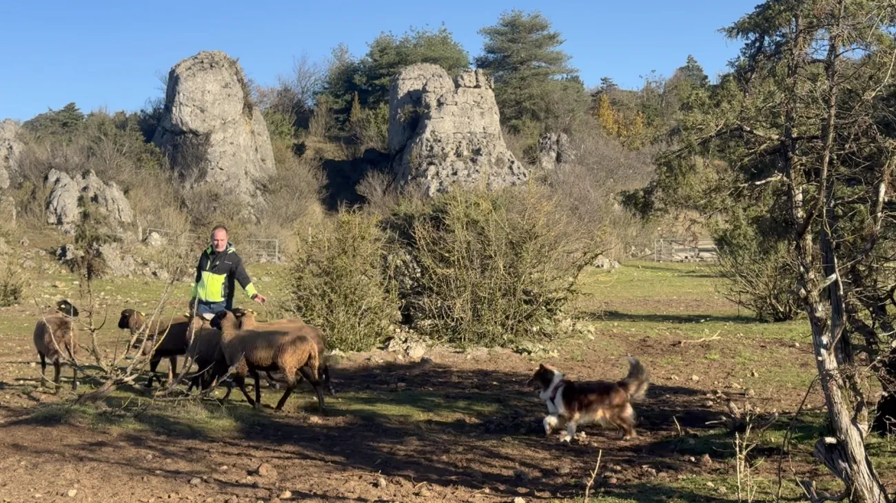 Ollie : Travail au Troupeau