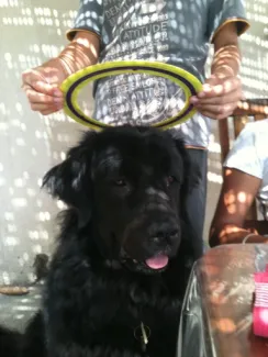 Bahia, la Terre-Neuve qui a grandit avec nos enfants !