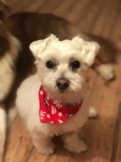 Filou - bichon X sauvetage inattendu !