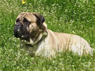 Odin, Bullmastiff qui a choisit sa famille !