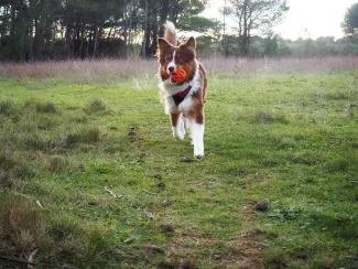 Ollie, Berger Australien, chienne d'activités !