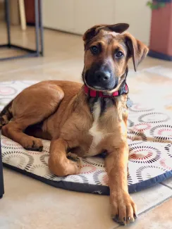 Uno : X Malinois plein de vie & de bonheur(s)