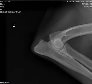 Radiographie Ollie suivi arthrose antérieur droit Gatavet 09/2025
