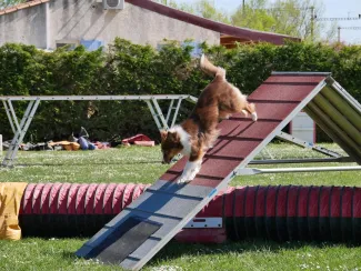 Agility, un sport de binôme parfait pour renforcer les liens