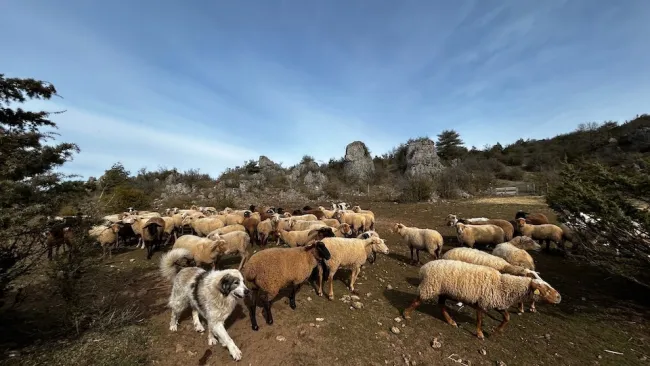 Etienne Serclérat formateur chien au troupeau sur son site de l'Aveyron