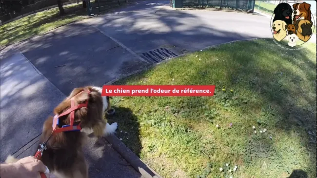 Vidéo de présentation Mantrailing