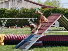 Agility, un sport de binôme parfait pour renforcer les liens