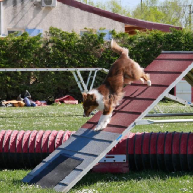 Ollie dans nos années Agility.