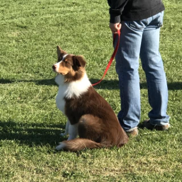 Ollie à l'écoute en cours
