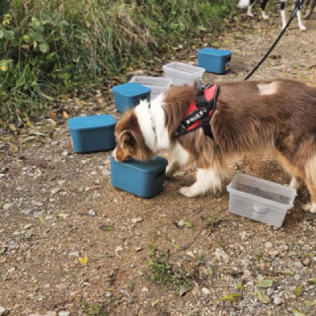 Ollie, Travail de détection au flair