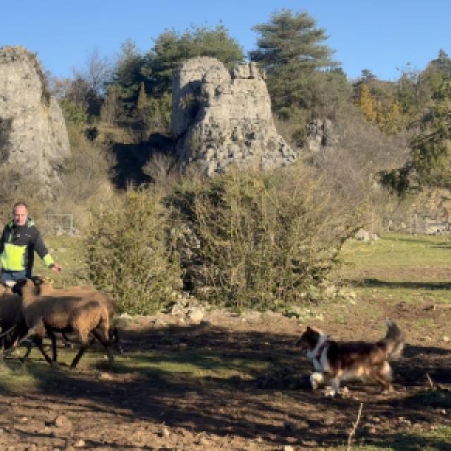 Ollie : Travail au Troupeau