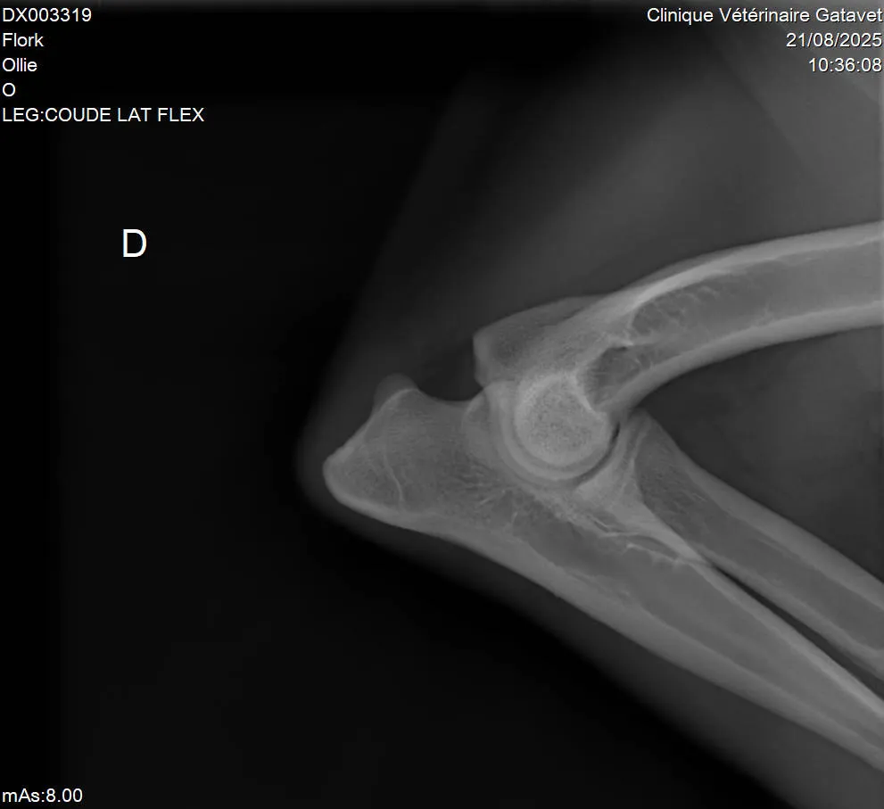 Radiographie Ollie suivi arthrose antérieur droit Gatavet 09/2025