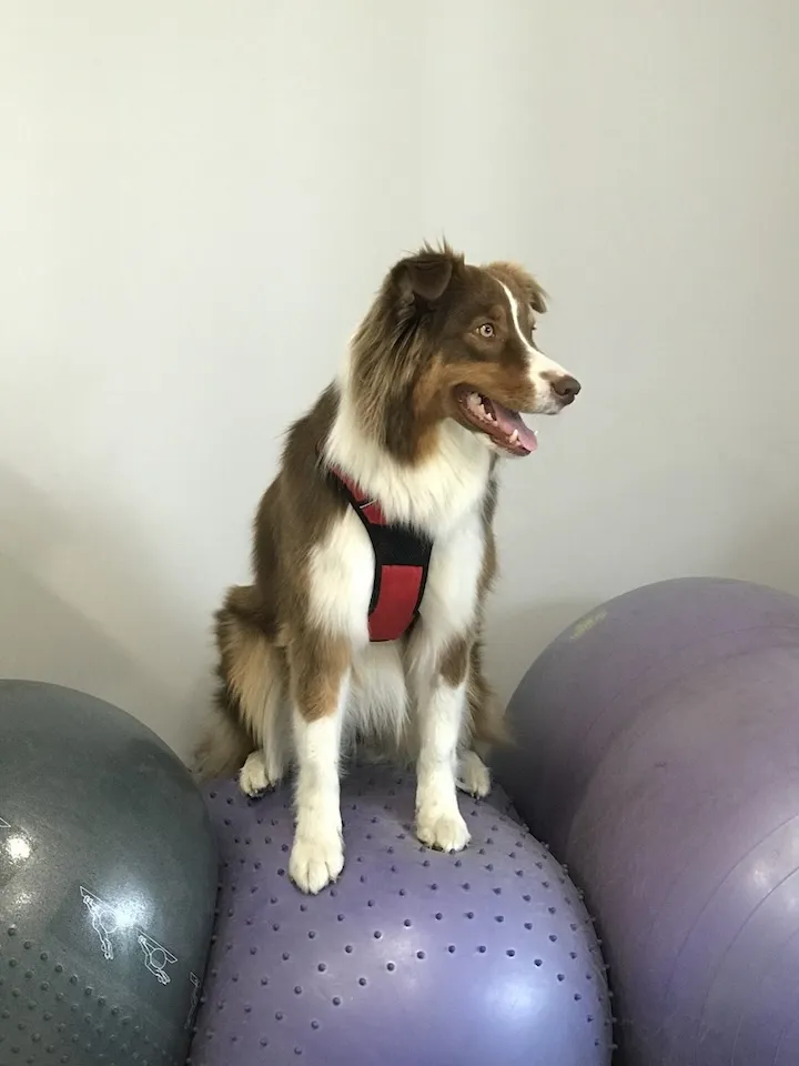 Ollie, exercices de proprioception