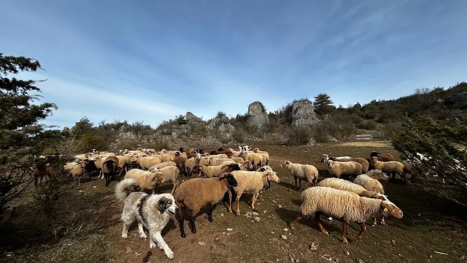 Etienne Serclérat formateur chien au troupeau sur son site de l'Aveyron
